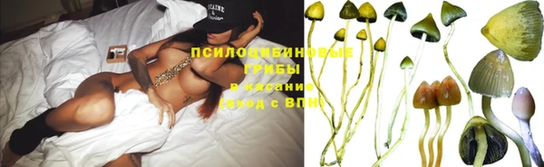 крисы Бородино